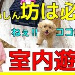 【必見‼】おやつ大好き犬はやってみてほしい！楽しい室内遊び！犬のしつけエマチャンネル【犬のしつけ＠横浜】