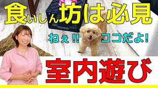 【必見‼】おやつ大好き犬はやってみてほしい！楽しい室内遊び！犬のしつけエマチャンネル【犬のしつけ＠横浜】