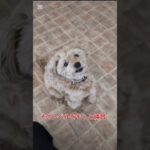 コマンドのレベルアップ！タイミングを教えます! #ドッグトレーニング #ドッグトレーナー #愛犬 #犬しつけ #フレブル#犬のいる生活
