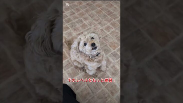 コマンドのレベルアップ！タイミングを教えます! #ドッグトレーニング #ドッグトレーナー #愛犬 #犬しつけ #フレブル#犬のいる生活