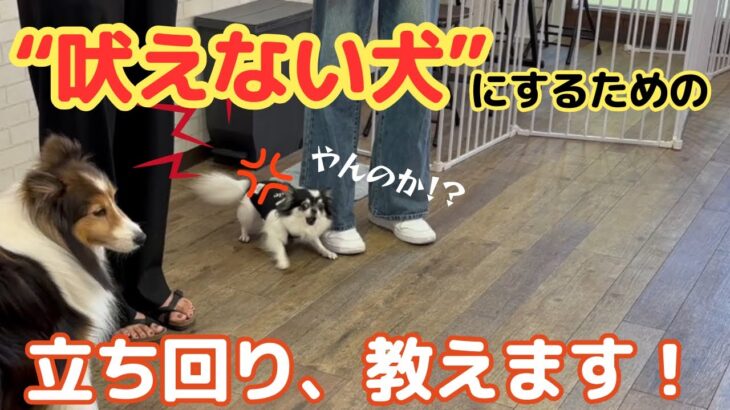 【吠え】超有料級！これを意識すれば吠えない犬にできる！
