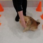 犬の幼稚園 くるみちゃんとトレーニング