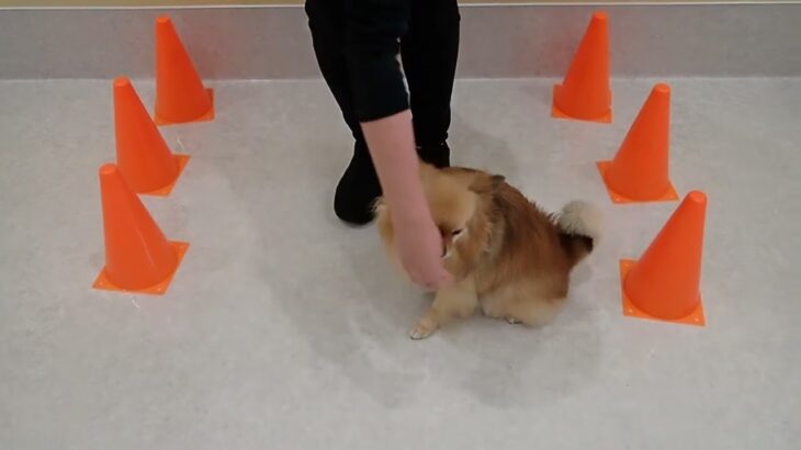 犬の幼稚園 くるみちゃんとトレーニング
