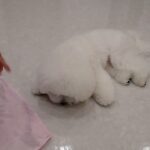 犬の幼稚園 ローヌくんとトレーニング