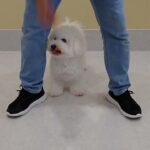 犬の幼稚園 ランディくんとトレーニング