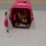 犬の幼稚園 レオくんとトレーニング