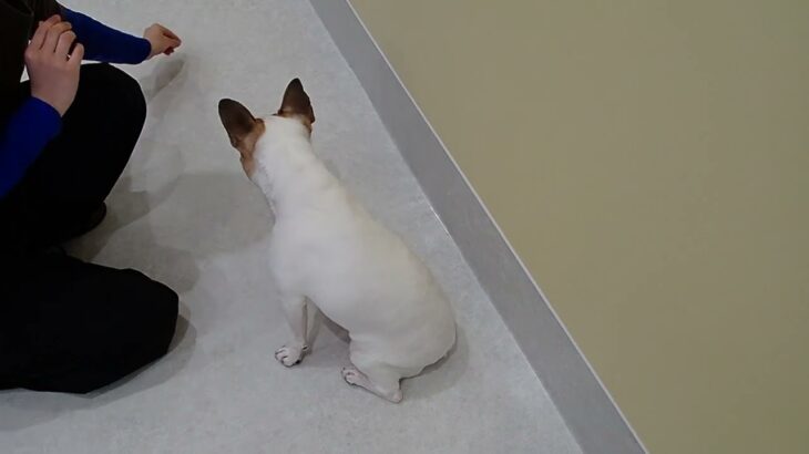 犬の幼稚園 はなちゃんとトレーニング