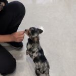 犬の幼稚園 ダイヤくんとトレーニング