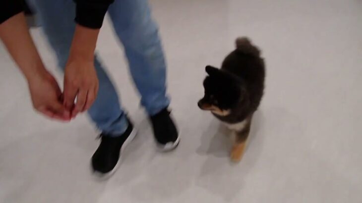 犬の幼稚園 こきりちゃんとトレーニング