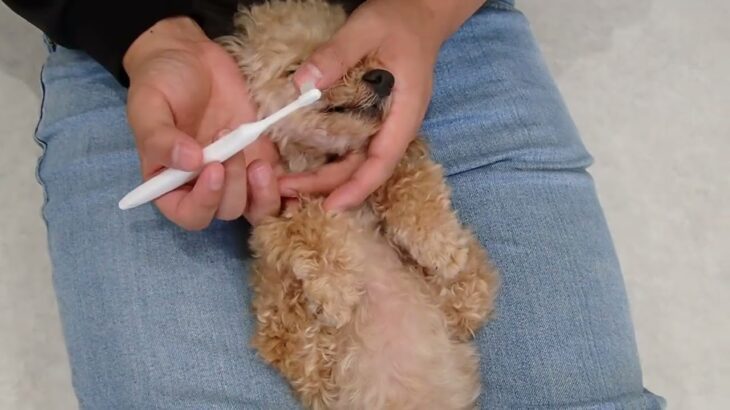 犬の幼稚園 プリンちゃんとトレーニング