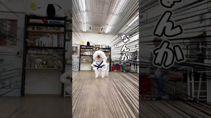 きょうのししもは、柔道選手です🥋 #愛犬 #ドッグキャッチ
