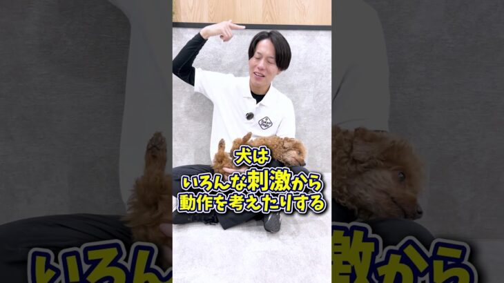 【犬しつけ】言葉の理解はちょっとずつ！