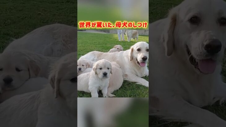 世界が驚いた、母犬のしつけ