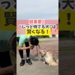 【超重要】じっと待てる犬はストレスが少ないよ♪