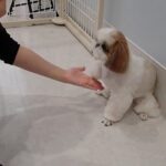 犬の幼稚園 さくらちゃんとトレーニング