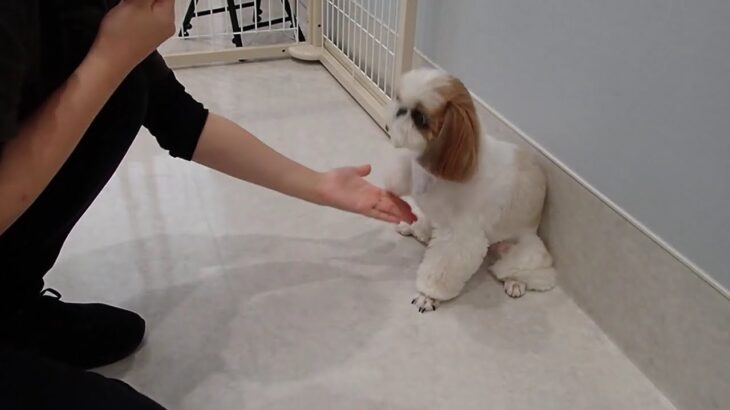 犬の幼稚園 さくらちゃんとトレーニング