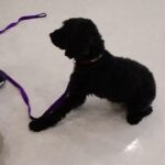 犬の幼稚園 ファランくんとトレーニング