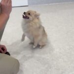犬の幼稚園 ぷぅくんとトレーニング