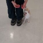 犬の幼稚園 コハクくんとトレーニング
