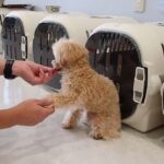 犬の幼稚園 はあおくんとトレーニング
