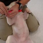 犬の幼稚園 なちゅちゃんとトレーニング