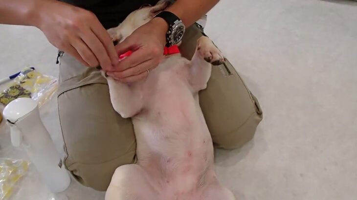 犬の幼稚園 なちゅちゃんとトレーニング