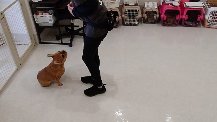 犬の幼稚園 レオくんとトレーニング