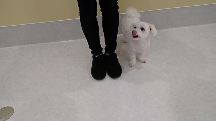 犬の幼稚園 華ちゃんとトレーニング