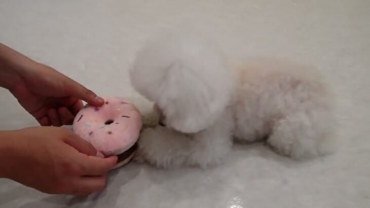 犬の幼稚園 バニラちゃんとトレーニング