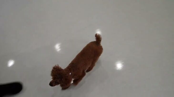 犬の幼稚園 るるちゃんとトレーニング