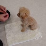 犬の幼稚園 はあおくんとトレーニング