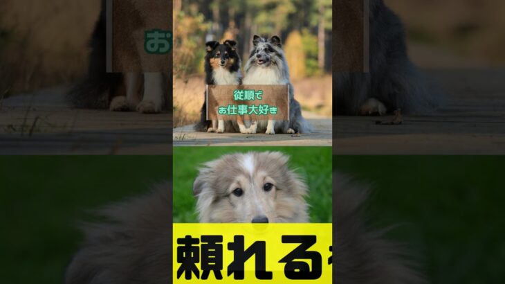 しつけがしやすい犬種ランキング
