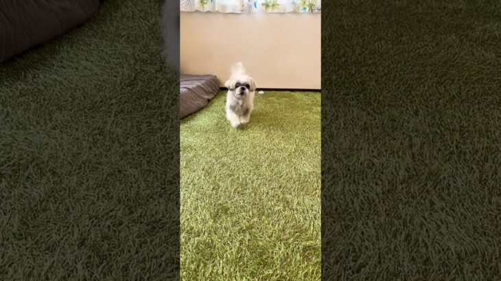 飼い主に従順な犬にする手本　#犬 #しつけ