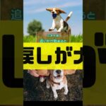 しつけがしにくい犬種ランキング
