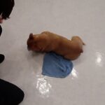犬の幼稚園 レオくんとトレーニング