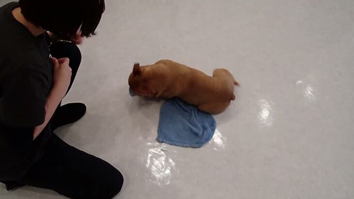 犬の幼稚園 レオくんとトレーニング