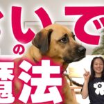 来ない犬が変わる！おやつではできない魔法の“おいで”練習について
