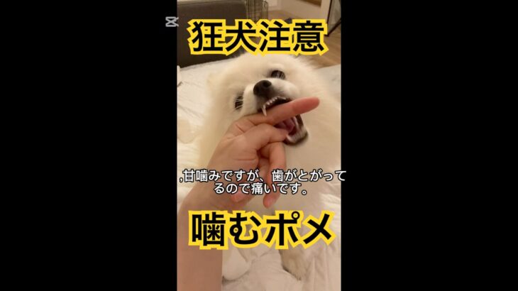 甘噛みがひどい犬。こんなかわいいのにめっちゃ噛んでくるポメラニアン😹#犬 #咬まれた#狂犬#かわいい犬 #犬のしつけ#噛み癖