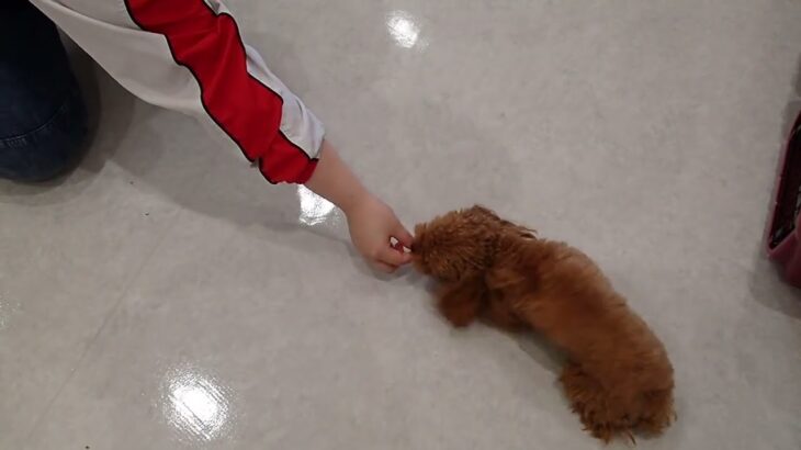 犬の幼稚園 モコちゃんとトレーニング