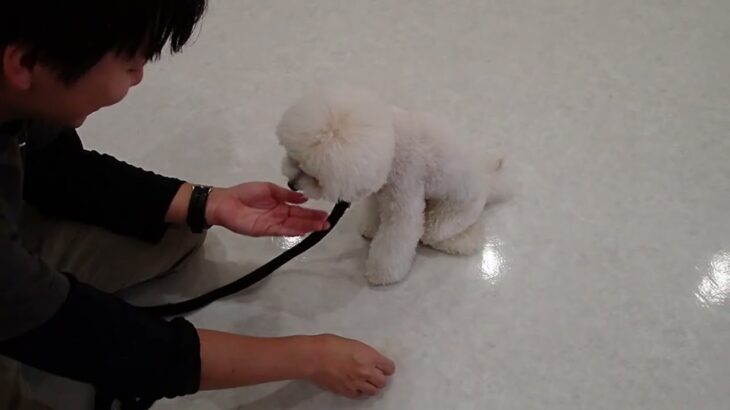 犬の幼稚園 ぽてとくんとトレーニング