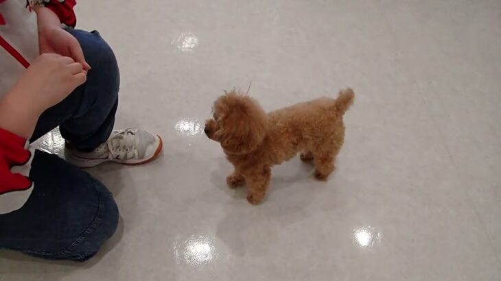 犬の幼稚園 キャンディベルくんとトレーニング