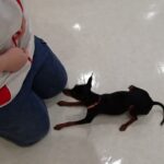 犬の幼稚園 古都ちゃんとトレーニング