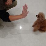 犬の幼稚園 ドレミちゃんとトレーニング