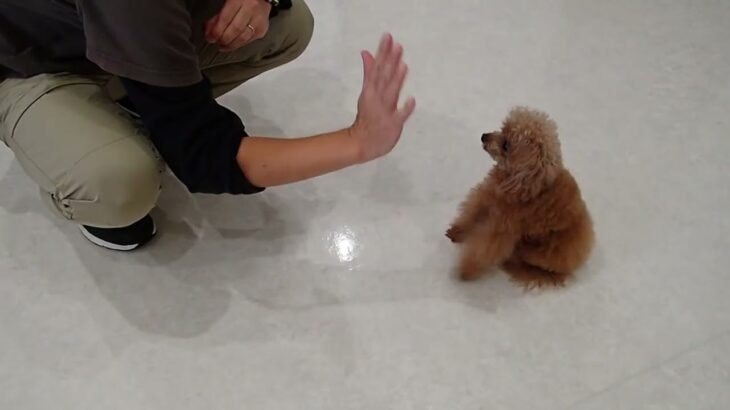 犬の幼稚園 ドレミちゃんとトレーニング