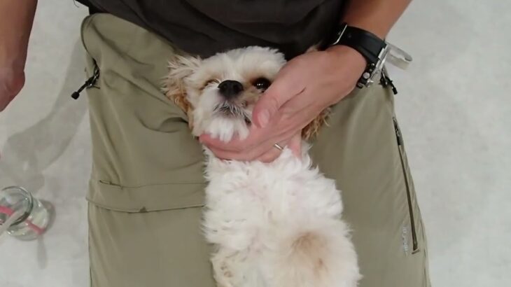 犬の幼稚園 エマちゃんとトレーニング