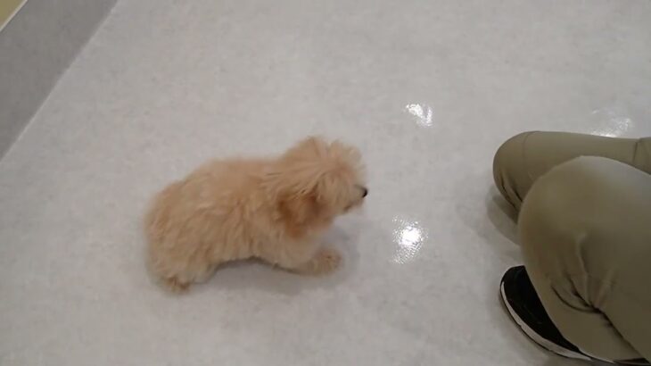 犬の幼稚園 コマリくんとトレーニング