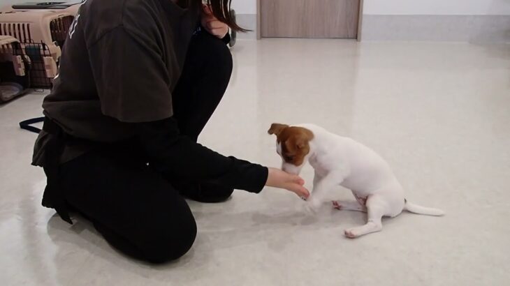 犬の幼稚園 ジャスミンちゃんとトレーニング
