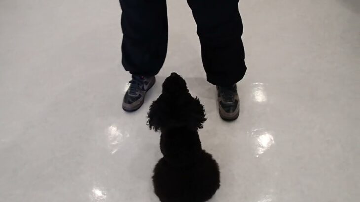 犬の幼稚園 かいくんとトレーニング