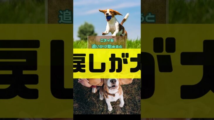 しつけがしにくい犬種ランキング