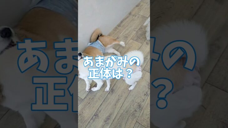 あまがみの正体はコレ！#しつけ方 #こいぬ #可愛い #犬のいる生活